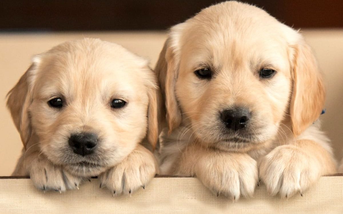 cutest-dog-breeds-jpg